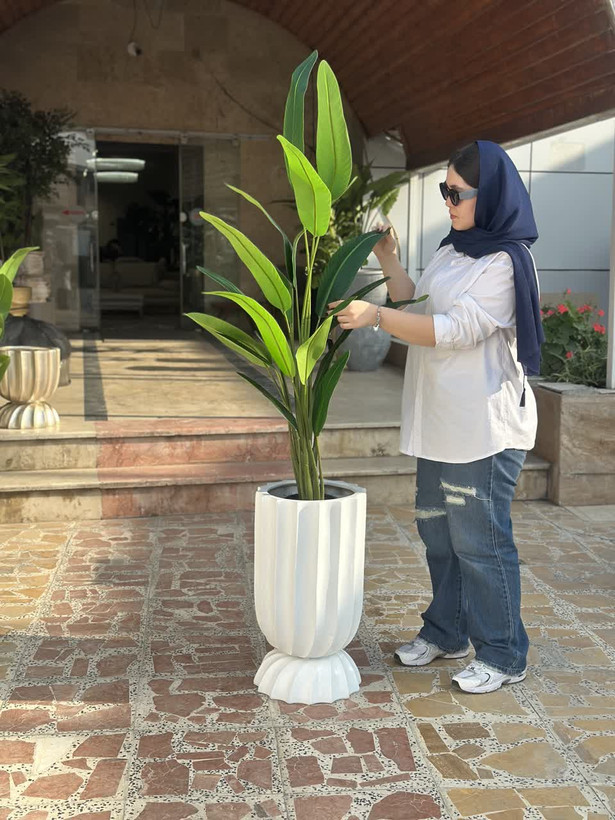 درختچه پرنده بهشتی برگ باریک 19برگ ارتفاع180