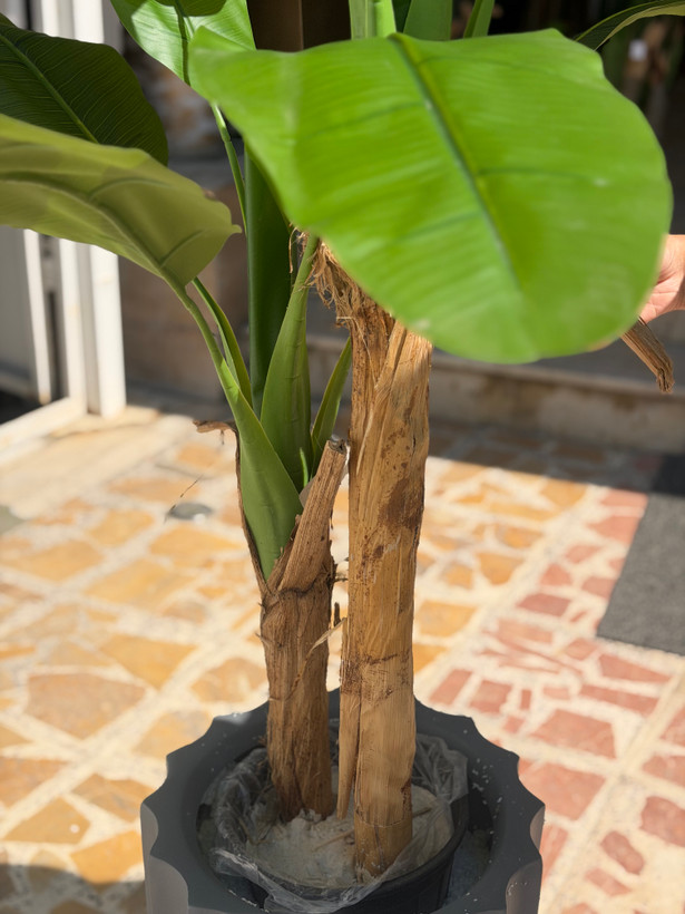 درختچه موز دو تنه 11 برگ وارداتی
