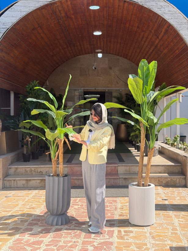 درختچه موز دو تنه 11 برگ وارداتی