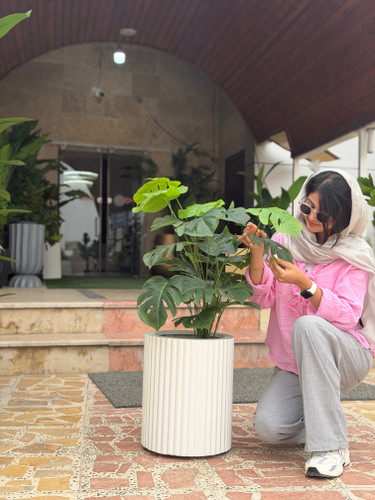 درختچه برگ انجیری ۹۰ سانتی