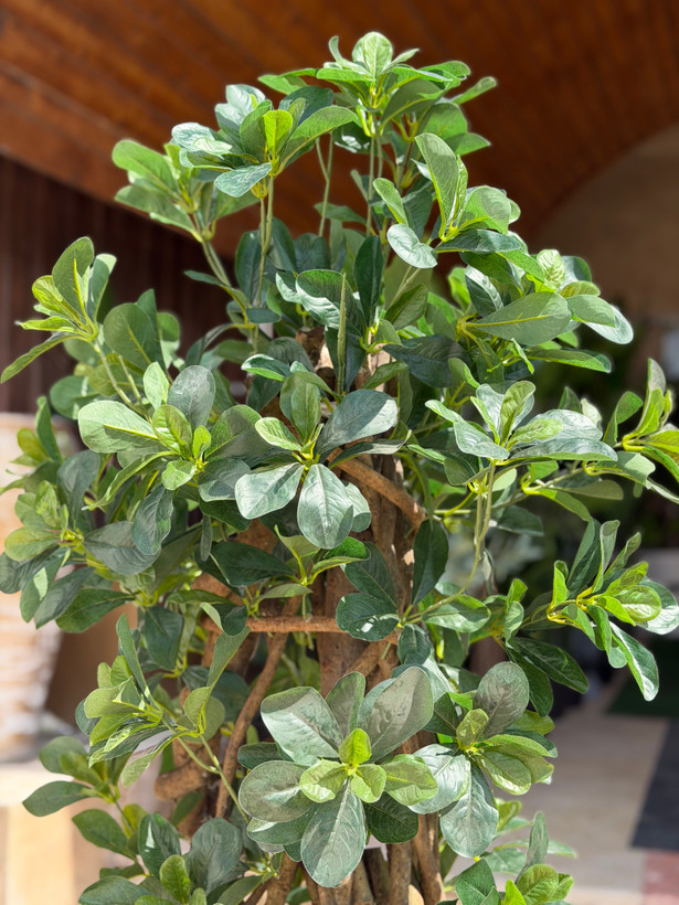 درختچه مصنوعی بونسای تنه طبیعی ارتفاع۱۲۰