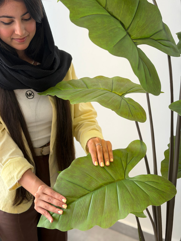 درختچه بابا آدم ۱۶ برگ ۱۸۰ سانتی