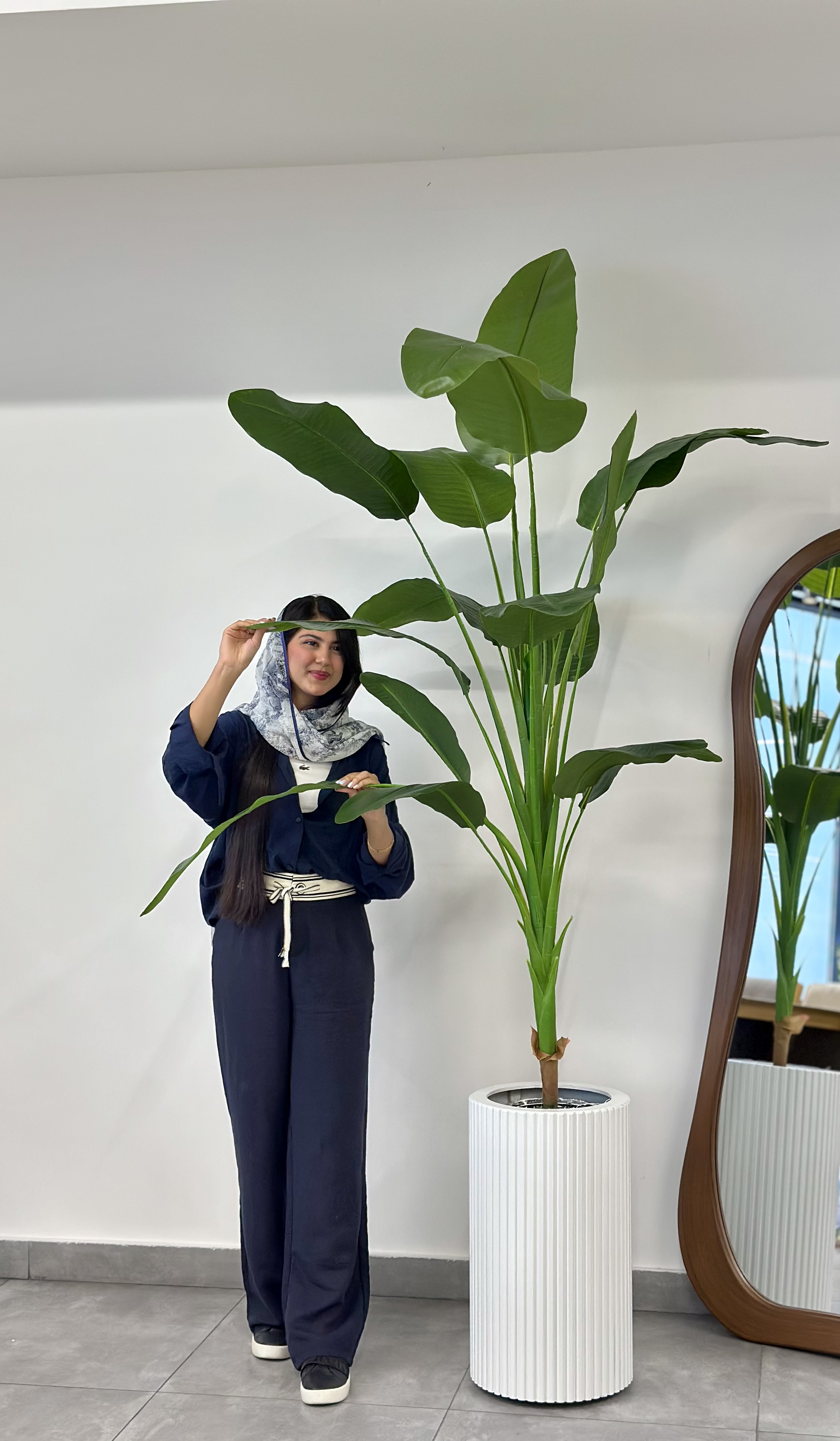 درختچه پرنده بهشتی تک تنه ارتفاع ۲/۱۰